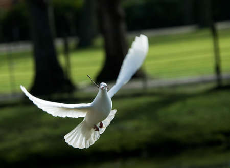 beautiful white dove in flight, holding a small branch to build a nest in springの写真素材