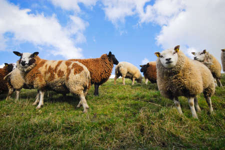 sheep looking at the camera in springの写真素材