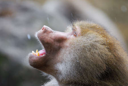 baboon monkey trying to catch snow with its mouthの写真素材