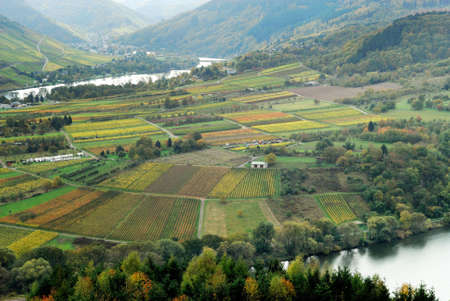 vineyards and forest along the mosel river in germany