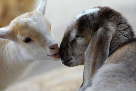 two  goats in love (focus on  goat to the right!)