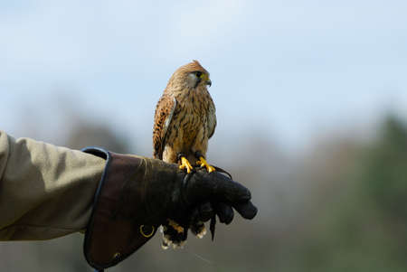 beautiful falcon on the glove of a falconerの写真素材