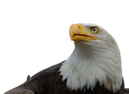 portrait of a american bald eagle isolated on whiteの写真素材