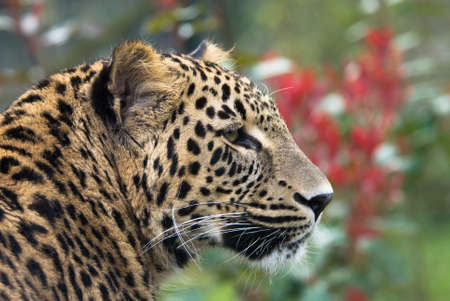 portrait of a beautiful pantherの写真素材