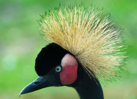 portrait of a Grey Crowned Crane (Balearica regulorum)