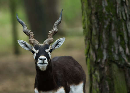 close-up of a blackbuck antelope (Antilope cervicapra)の写真素材