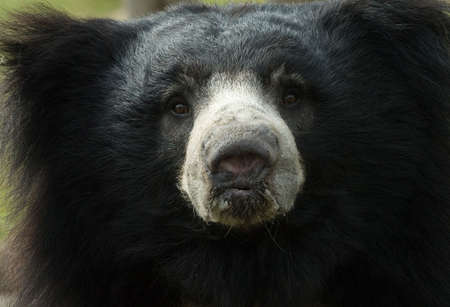 close-up of a sloth bear looking at the camera (Melursus ursinus)の写真素材