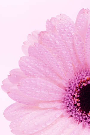 beautiful pink colored gerbera flower backgroundの写真素材