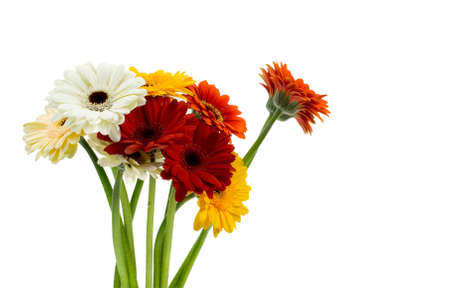 colorful gerberas isolated on a white backgroundの写真素材