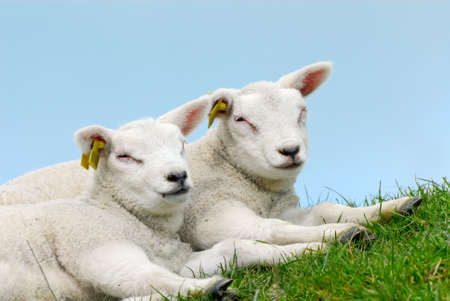 cute lambs on the grass in springの写真素材