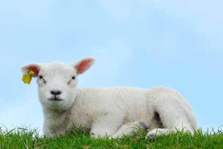 cute lamb on the grass in spring