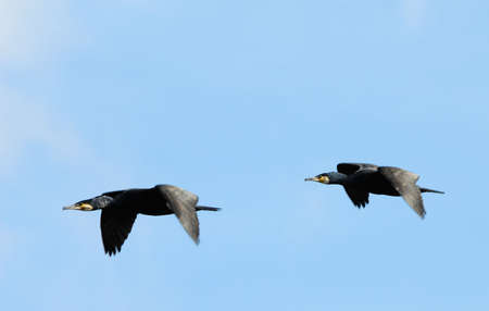 two beautiful great black cormorants in flight (Phalacrocorax carbo)の写真素材
