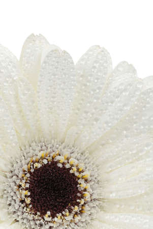 beautiful fresh white gerbera flower isolated on a white backgroundの写真素材