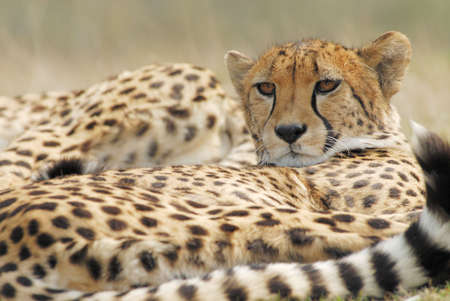 close-up of a beautiful cheetah (Acinonyx jubatus)の写真素材