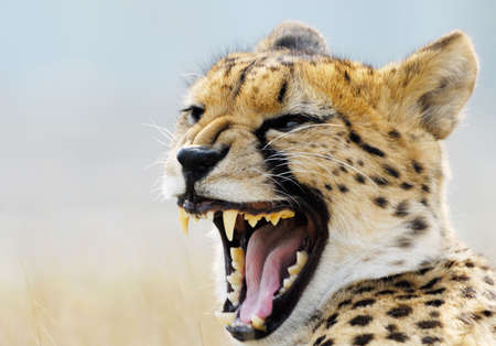 close-up of a beautiful cheetah (Acinonyx jubatus)の写真素材