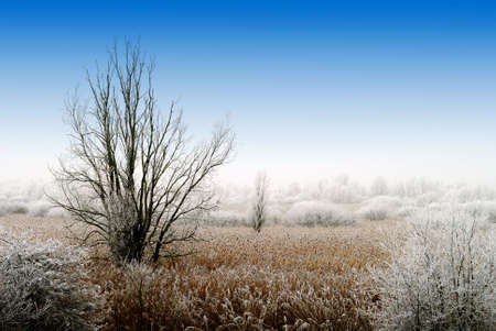 beautiful cold and white winter landscapeの写真素材
