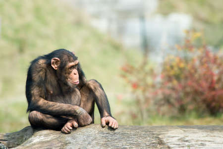 close-up of a cute chimpanzee (Pan troglodytes)の写真素材