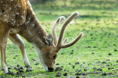 close-up of a beautiful deer in the forestの写真素材