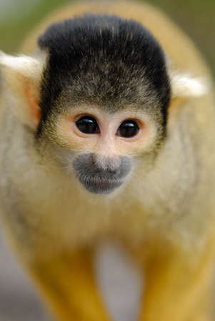 cute squirrel monkey (Saimiri) subfamily: saimiriinae
