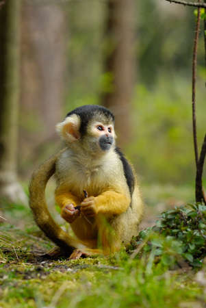 cute squirrel monkey (Saimiri) subfamily: saimiriinae