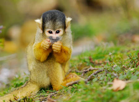 cute squirrel monkey (Saimiri) subfamily: saimiriinaeの写真素材