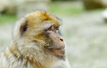 portrait of a barbary apeの写真素材