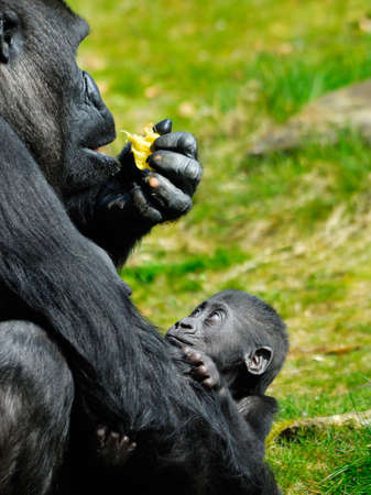 a cute  gorilla holding on to mother の写真素材