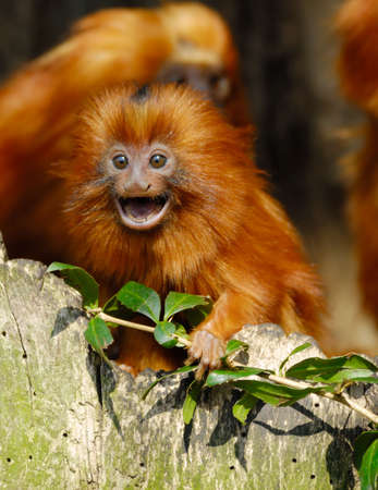 A cute golden lion tamarin  (Leontopithecus rosalia)の写真素材