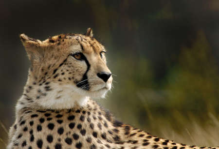 close-up of a beautiful cheetah (Acinonyx jubatus)の写真素材