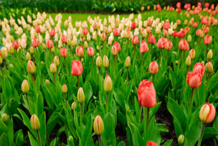 beautiful garden of colorful flowers in spring (keukenhof, The Netherlands)の写真素材
