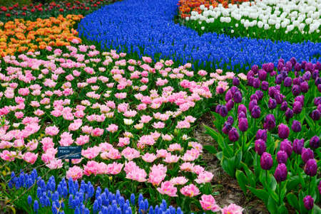 beautiful garden of colorful flowers in spring (keukenhof, The Netherlands)の写真素材