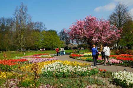 beautiful garden of colorful flowers in spring (keukenhof, The Netherlands)の写真素材