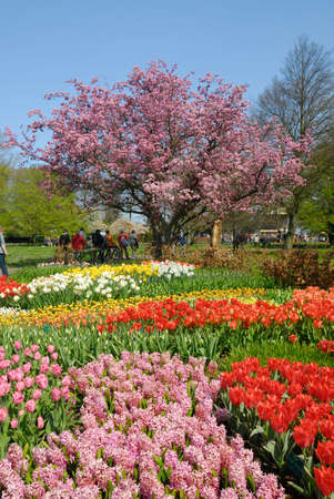 beautiful garden of colorful flowers in spring (keukenhof, The Netherlands)の写真素材
