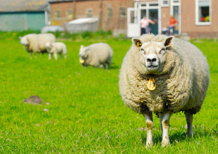 sheep at the farm in springの写真素材