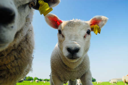 A cute lamb looking curious at the cameraの写真素材