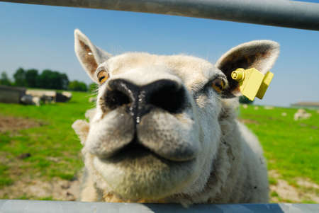 a funny sheep with its head in the Cameraの写真素材