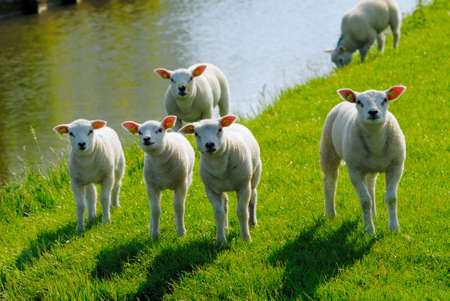 curious lambs looking at the camera in springの写真素材