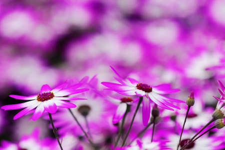 beautiful garden of colorful flowers in spring (keukenhof, The Netherlands)の写真素材