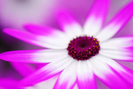 beautiful garden of colorful flowers in spring (keukenhof, The Netherlands)の写真素材