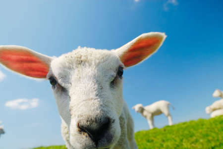 Funny picture of a curious lamb in springの写真素材
