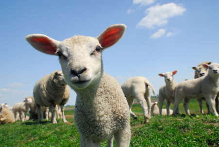 funny picture of a curious lamb in springの写真素材