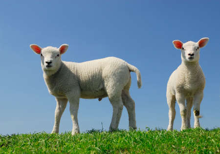 cute lambs in spring looking at the cameraの写真素材