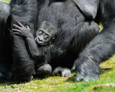 a cute  gorilla holding on to motherの写真素材