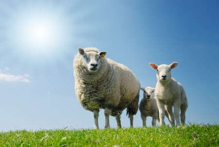 curious lambs and mother sheep looking at the camera in springの写真素材