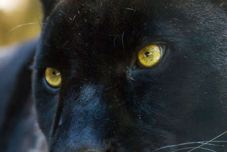 close-up of a beautiful black pantherの写真素材