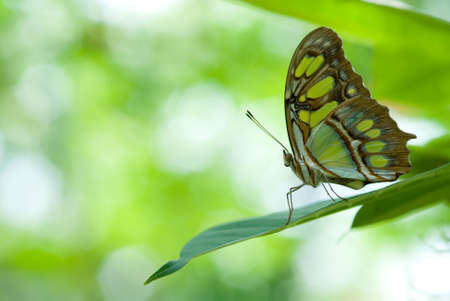 close-up of a beautiful butterflyの写真素材