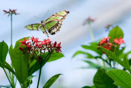 flowers and a butterfly in spring  (only flower in focus!)の写真素材