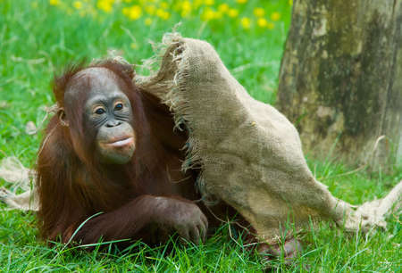 cute  orangutan playing on the grassの写真素材