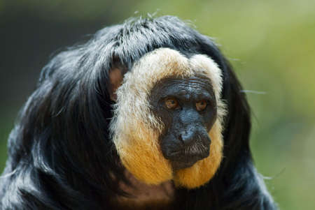 portrait of a white faced Saki (Pithecia pithecia)の写真素材