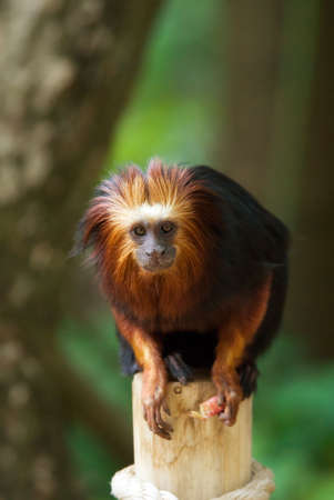 close up of a titi monkey (Simia personatus)の写真素材